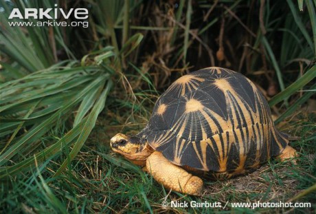 Radiated tortoise in spiny forest of Madagascar