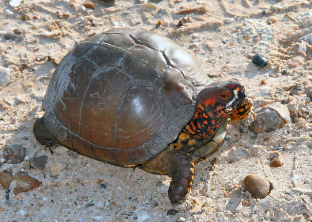 terrapene carolina texas