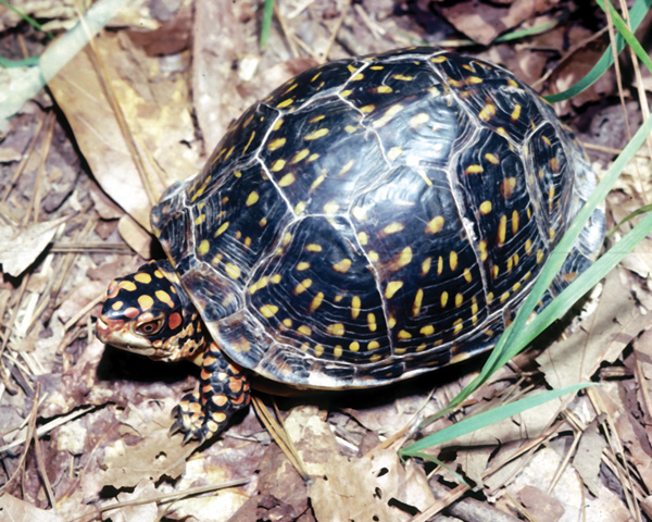 terrapene carolina triungius