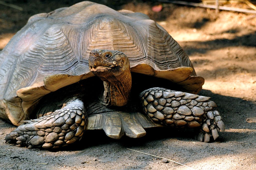 big african sulcata