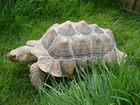 geochelone sulcata 2