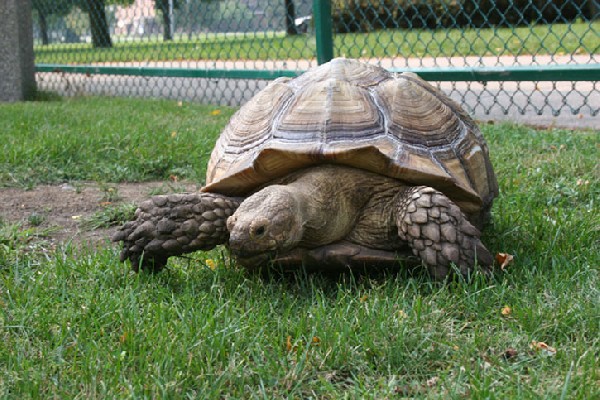 tortoise