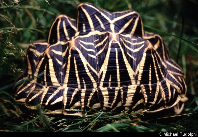 geochelone elegans - shell