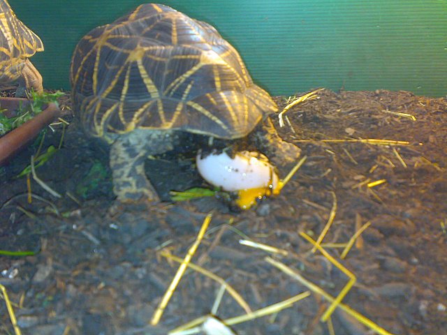 geochelone elegans female