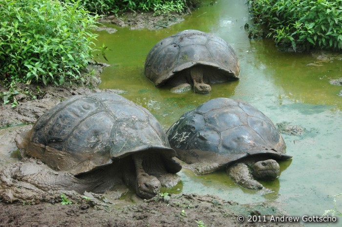 Galapagos Giants