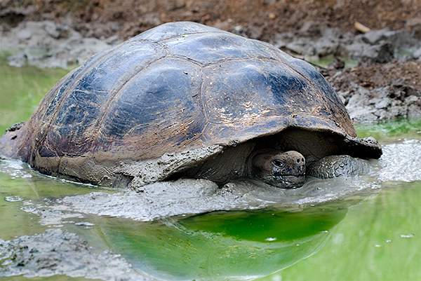 Geochelone elephantopus in mud