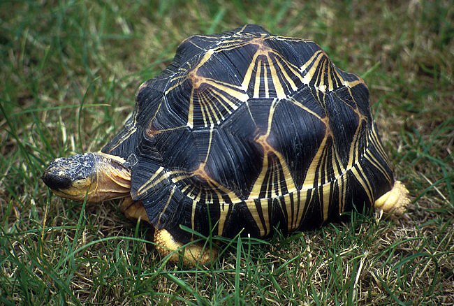 astrochelys radiata 3