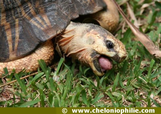 Astrochelys radiata 4