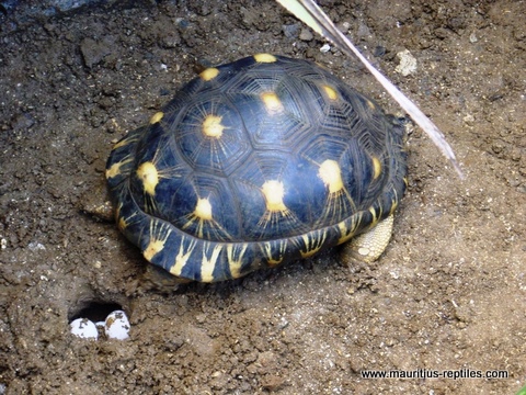 astrochelys radiata female