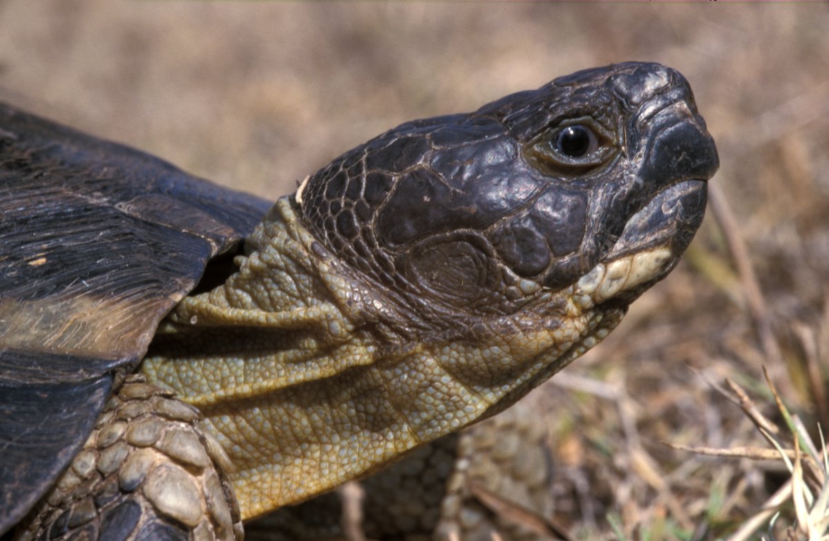 Testudo marginata 1