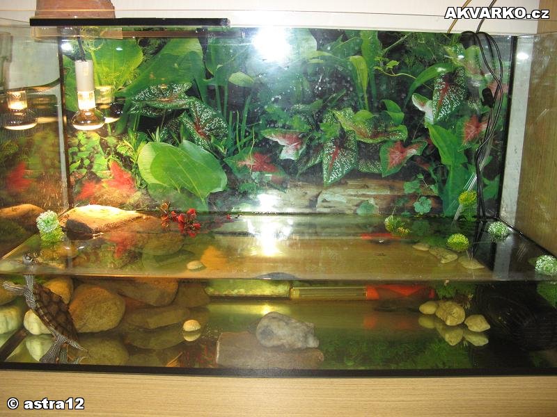 terárium pro vodní želvy 4