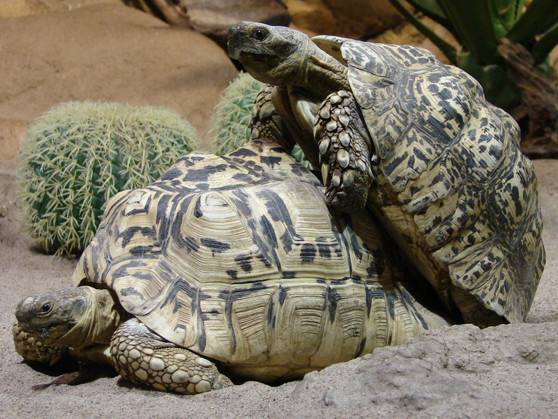 geochelone pardalis - páření