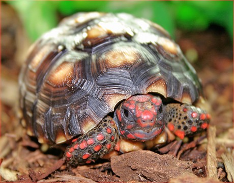 geochelone carbonaria junior