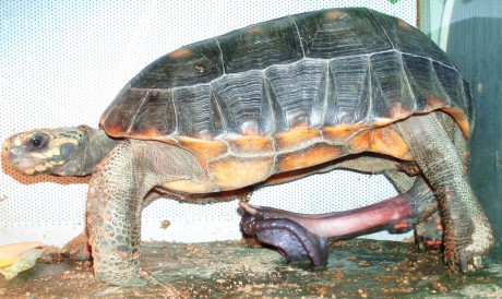 geochelone carbonaria penis