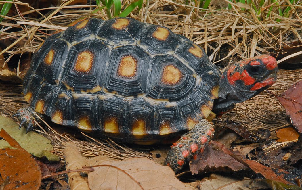 Geochelone_carbonaria2