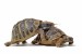 9622052-two-testudo-hermanni-tortoises-having-sex-on-a-white-isolated-background